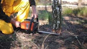 Best Firewood Processing and Delivery  in Wakefield, NE