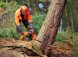 Reliable Wakefield, NE Tree Care Solutions
