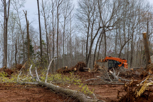 Best Tree Mulching  in Wakefield, NE