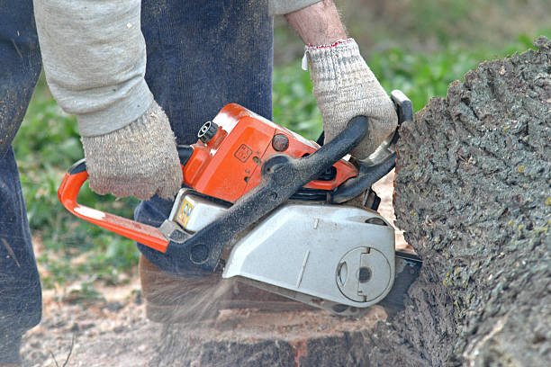 Best Tree Trimming and Pruning  in Wakefield, NE