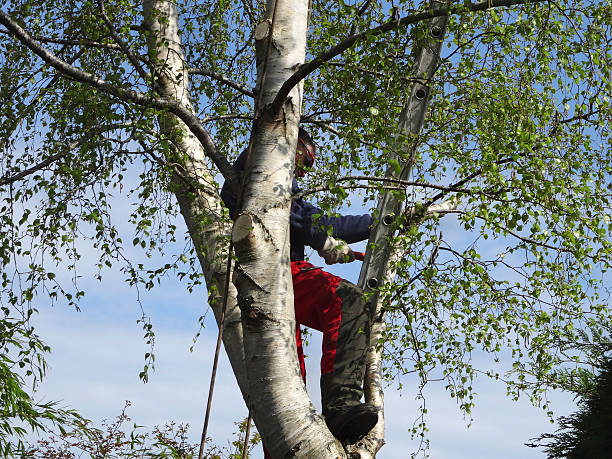 Best Leaf Removal  in Wakefield, NE