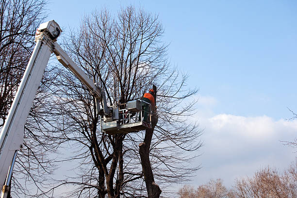 Best Palm Tree Trimming  in Wakefield, NE
